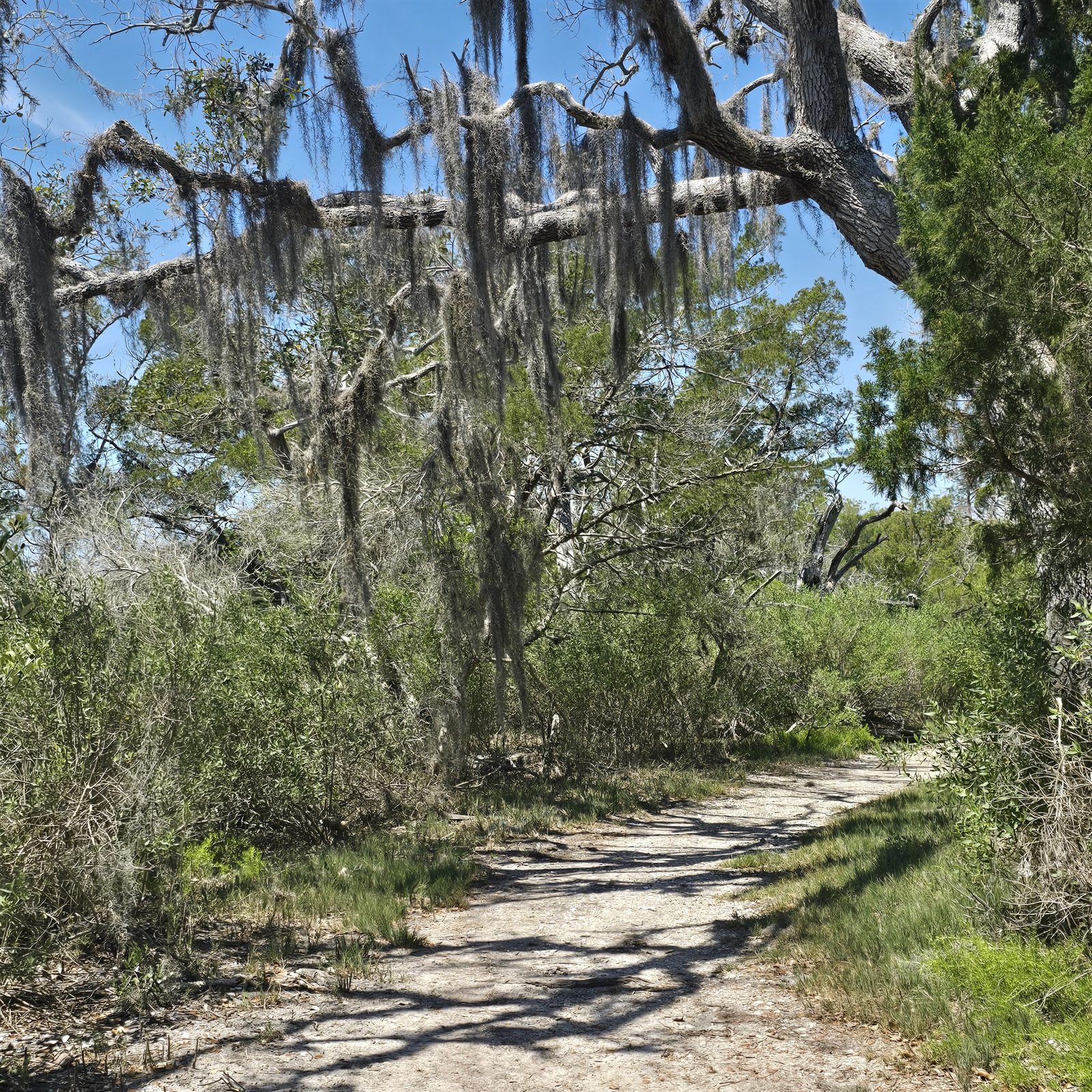 Guana, Timucuan, and South Point Loop Trail Loop - The Woods Say Goodbye Too photo