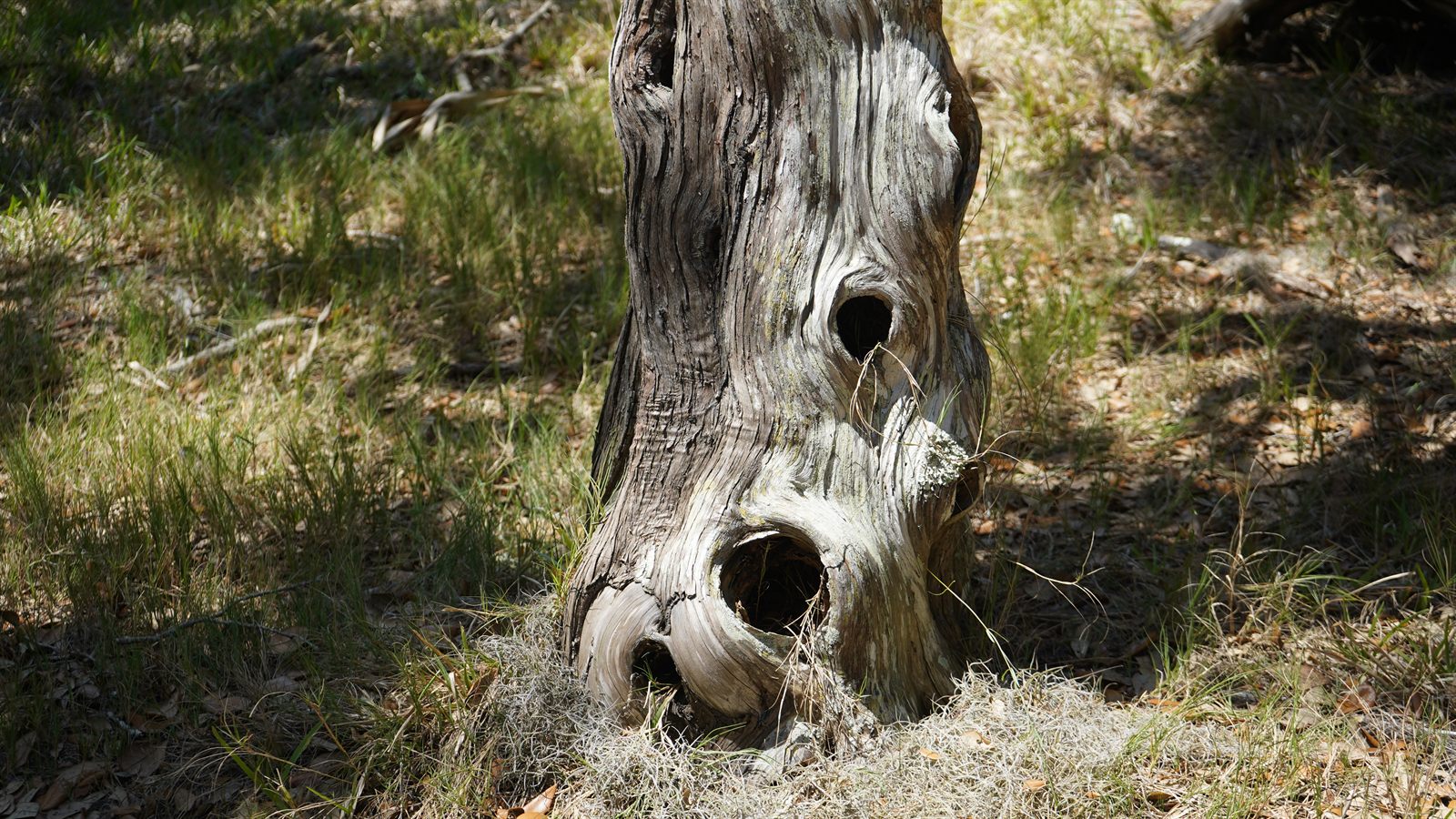 Guana, Timucuan, and South Point Loop Trail Loop - The Holy Tree...Holey? photo