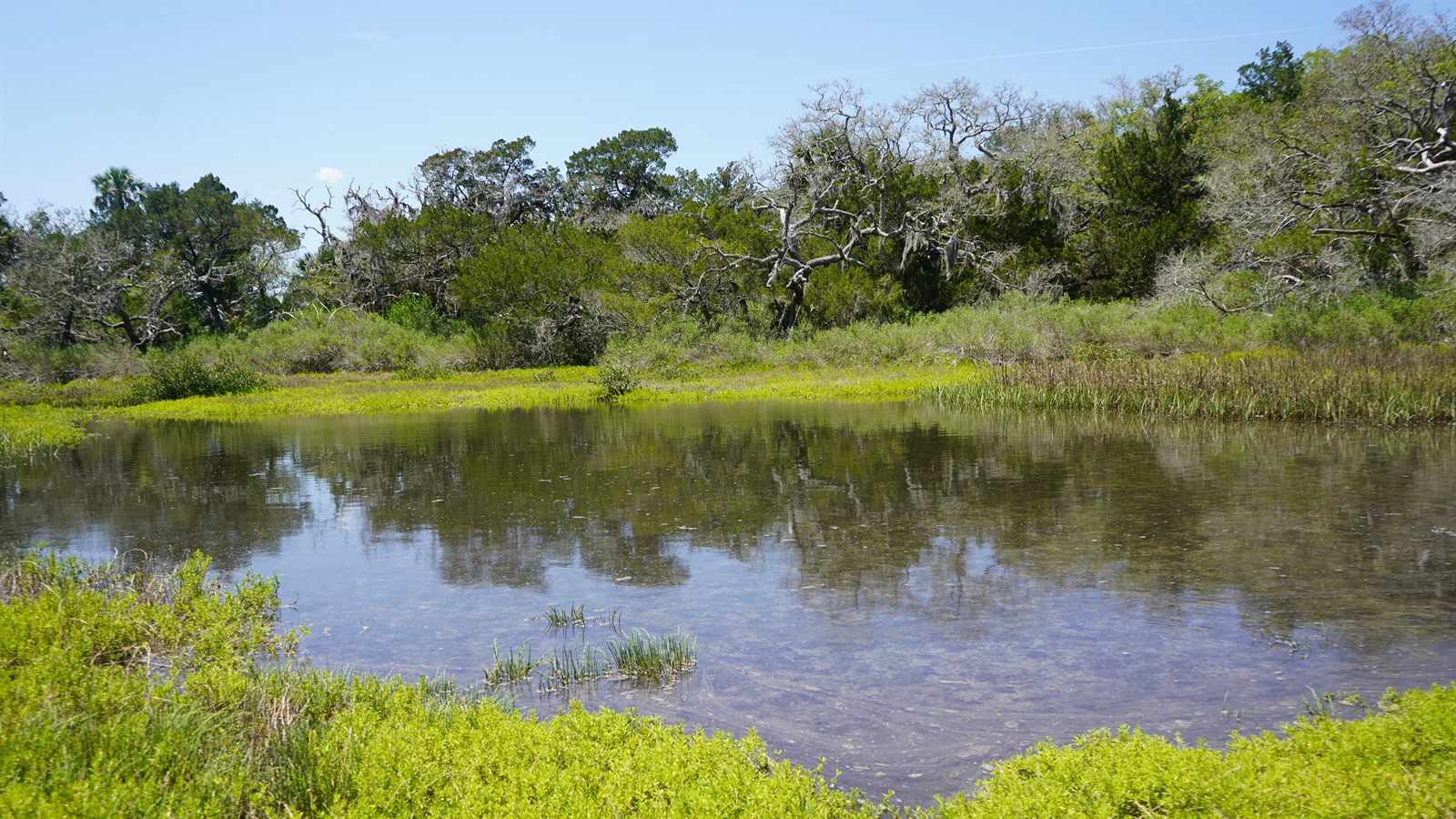Guana, Timucuan, and South Point Loop Trail Loop - The Clearing and the Pond photo
