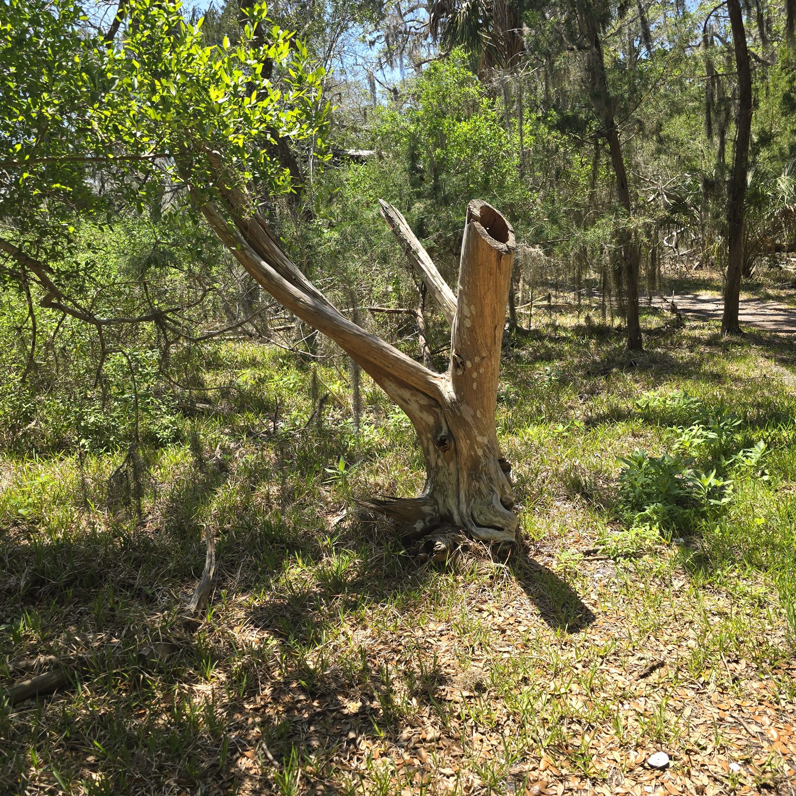 Guana, Timucuan, and South Point Loop Trail Loop - The Wandering Way Home photo