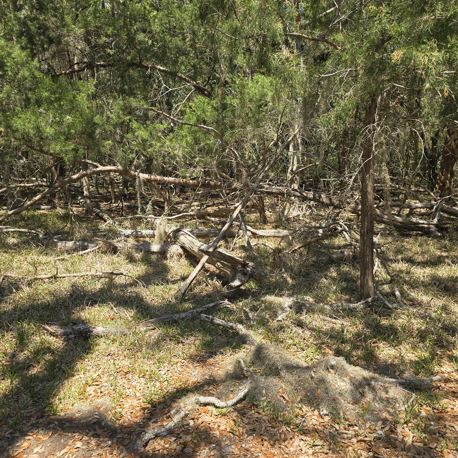 Guana, Timucuan, and South Point Loop Trail Loop - The Wandering Way Home photo