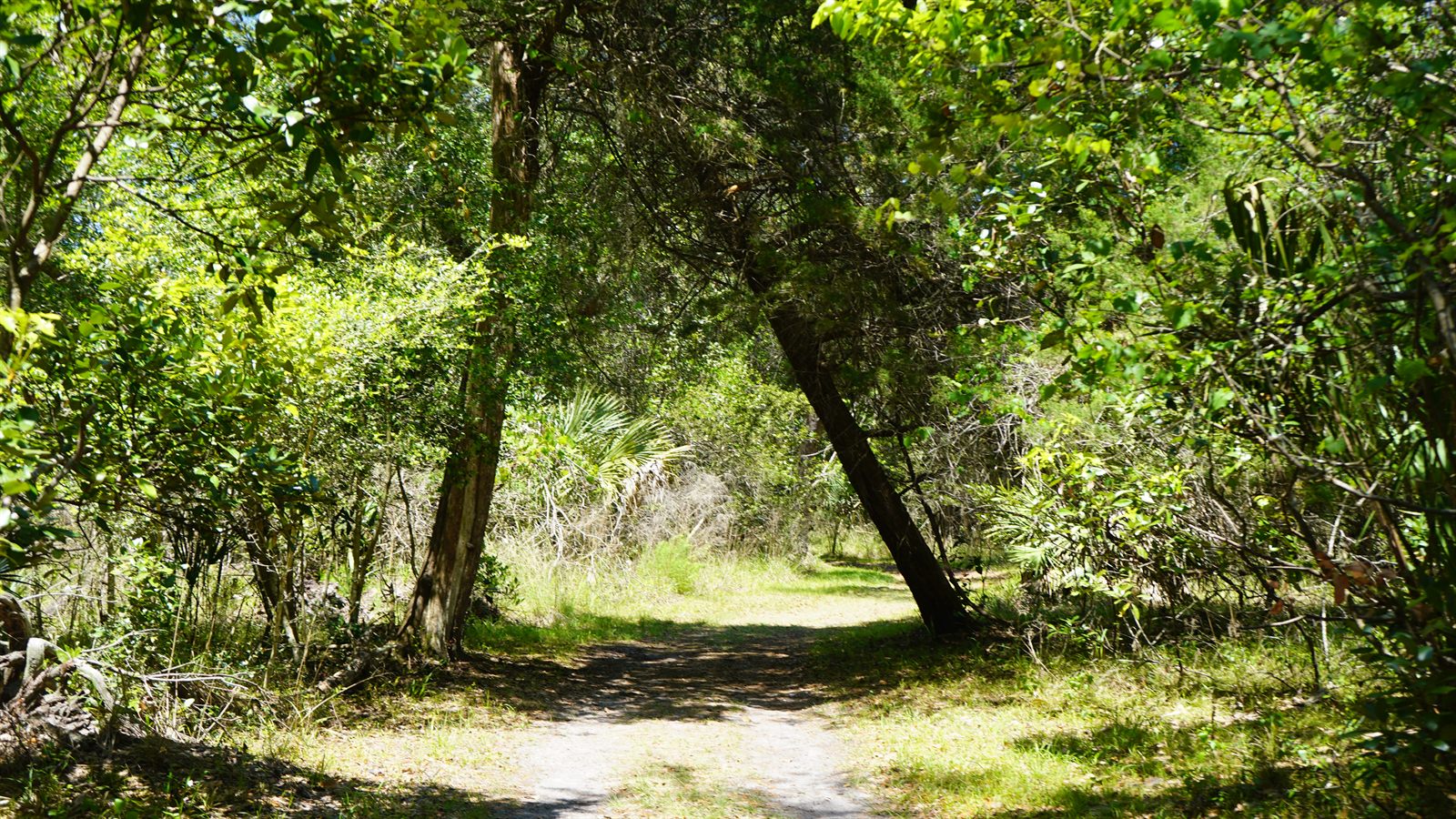 Guana, Timucuan, and South Point Loop Trail Loop - One More Beautiful Stretch photo