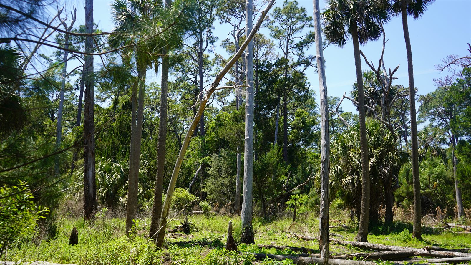 Guana, Timucuan, and South Point Loop Trail Loop - One More Beautiful Stretch photo