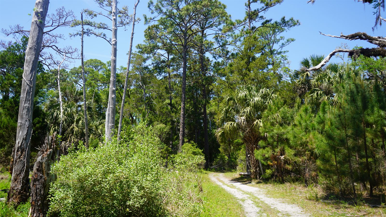 Guana, Timucuan, and South Point Loop Trail Loop - One More Beautiful Stretch photo