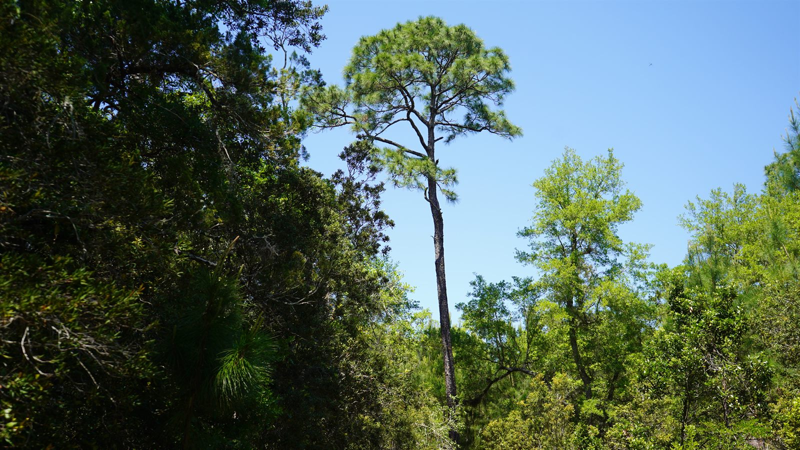 Guana, Timucuan, and South Point Loop Trail Loop - Reaching for the Sky photo