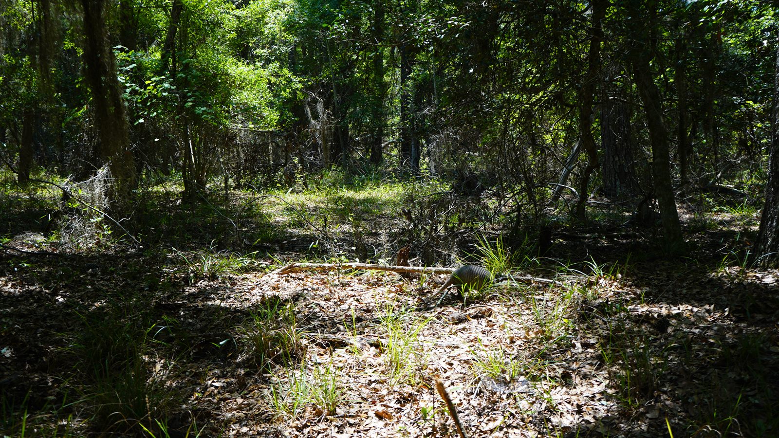 Guana, Timucuan, and South Point Loop Trail Loop - Our Old Friend Arnie or a New Sighting? photo