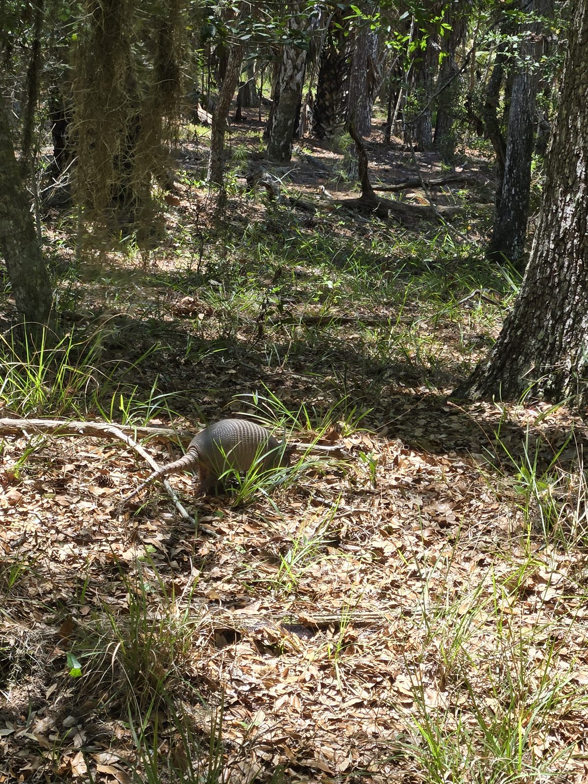 Guana, Timucuan, and South Point Loop Trail Loop - Our Old Friend Arnie or a New Sighting? photo
