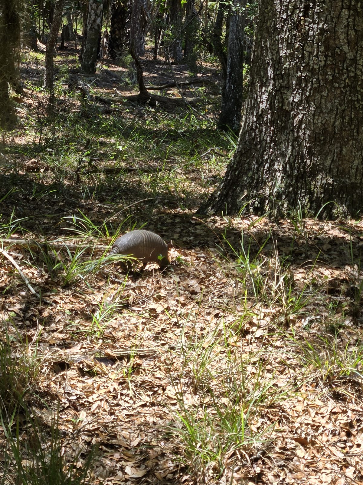 Guana, Timucuan, and South Point Loop Trail Loop - Our Old Friend Arnie or a New Sighting? photo