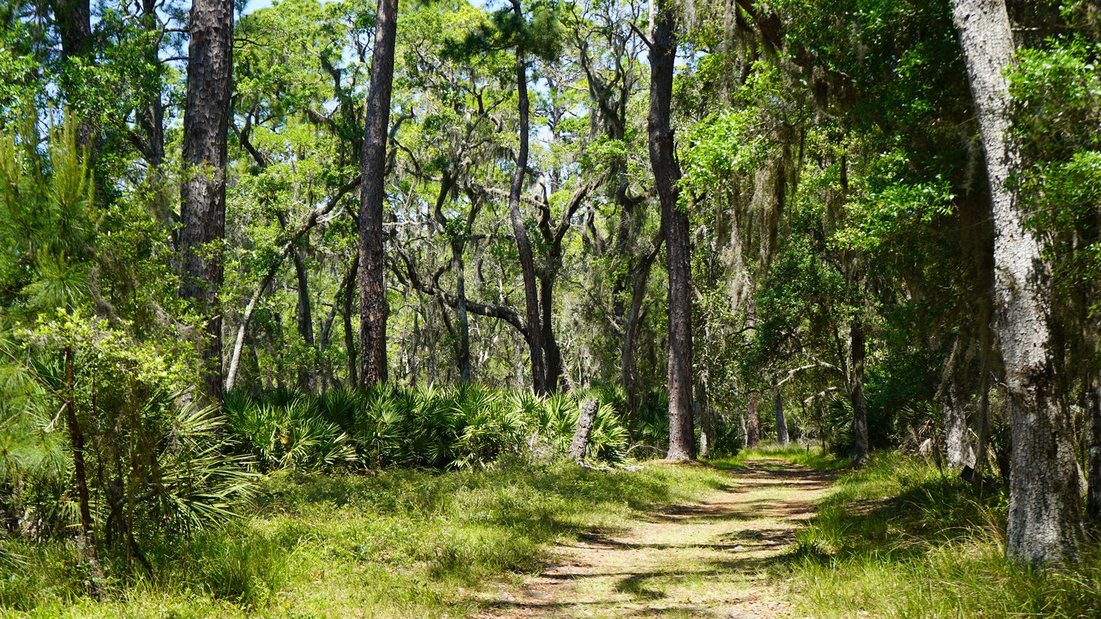 Guana, Timucuan, and South Point Loop Trail Loop - Stephanie's Dead Body Theory photo