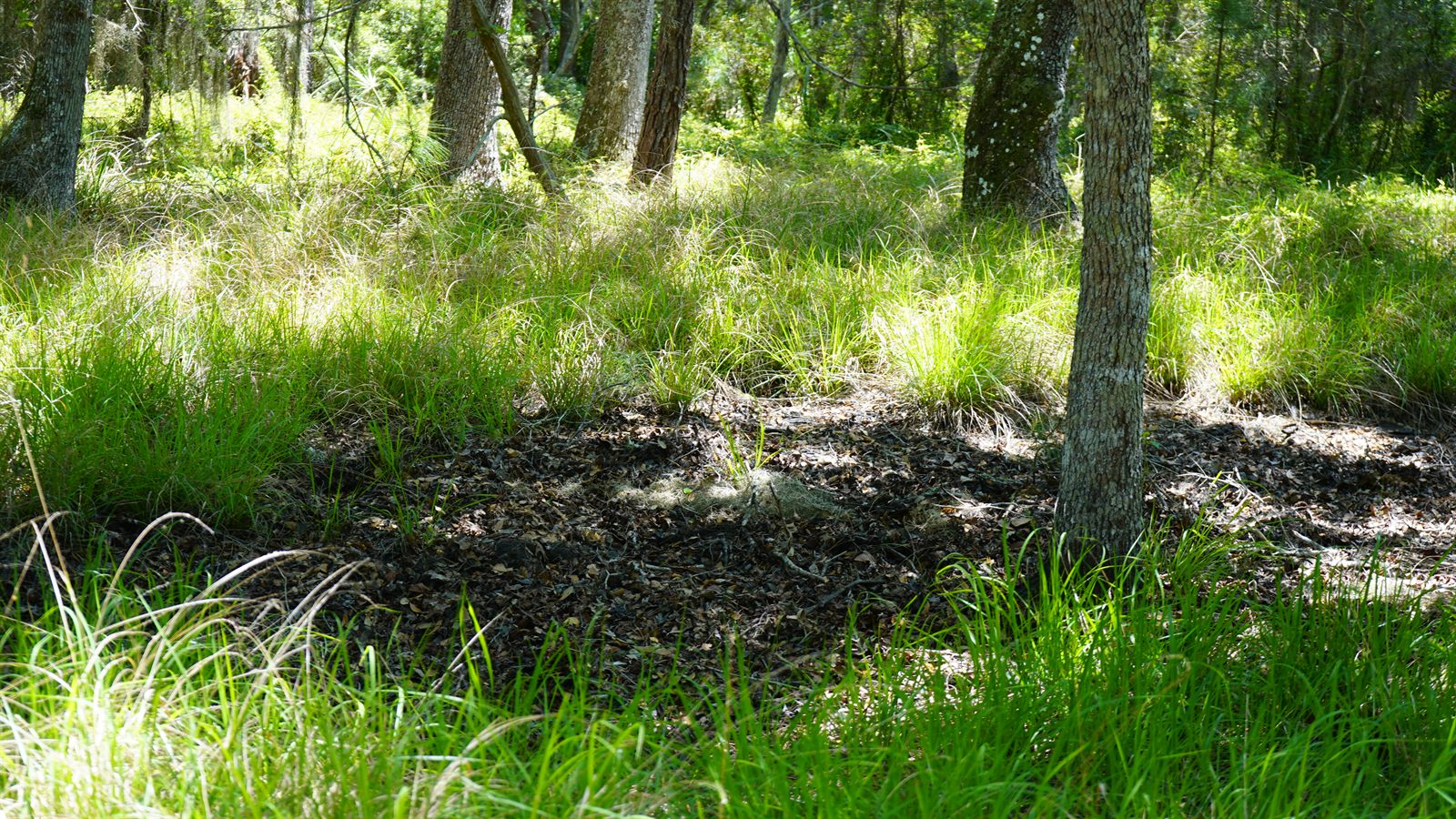 Guana, Timucuan, and South Point Loop Trail Loop - Stephanie's Dead Body Theory photo