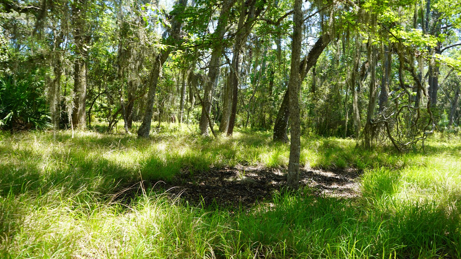 Guana, Timucuan, and South Point Loop Trail Loop - Stephanie's Dead Body Theory photo