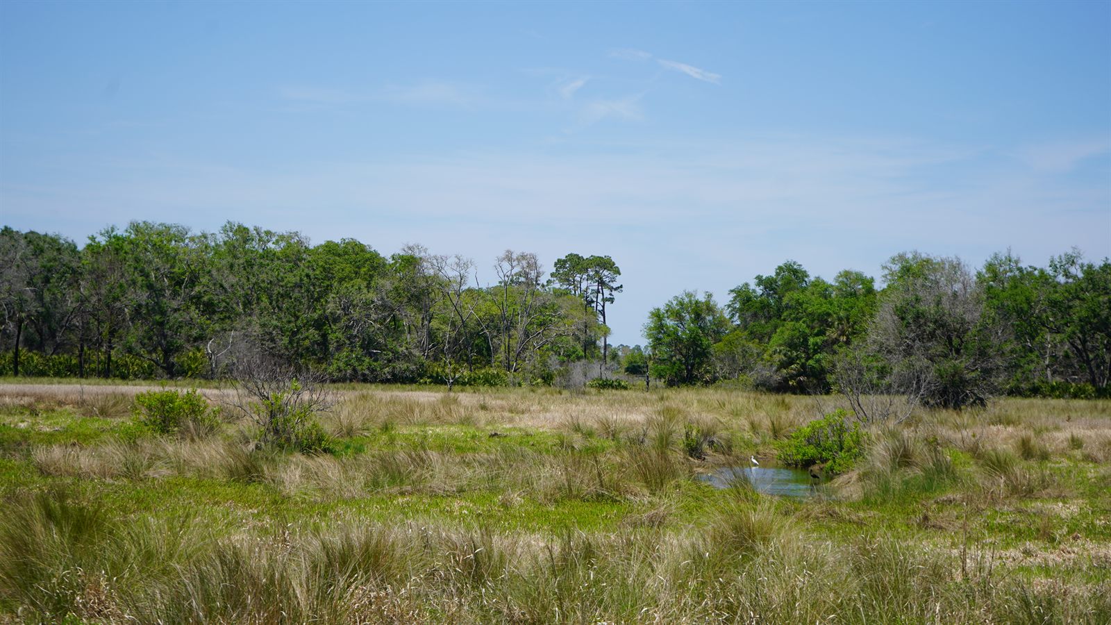Guana, Timucuan, and South Point Loop Trail Loop - Birds and Nerds! photo