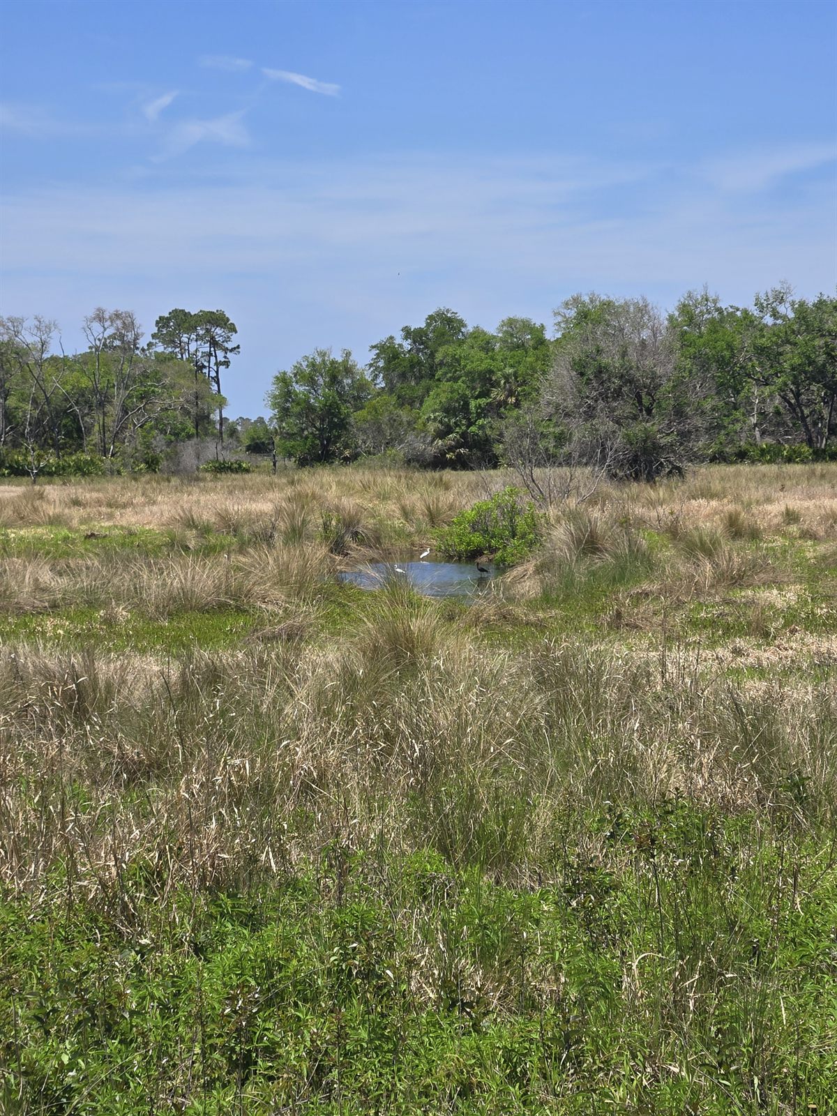 Guana, Timucuan, and South Point Loop Trail Loop - Birds and Nerds! photo