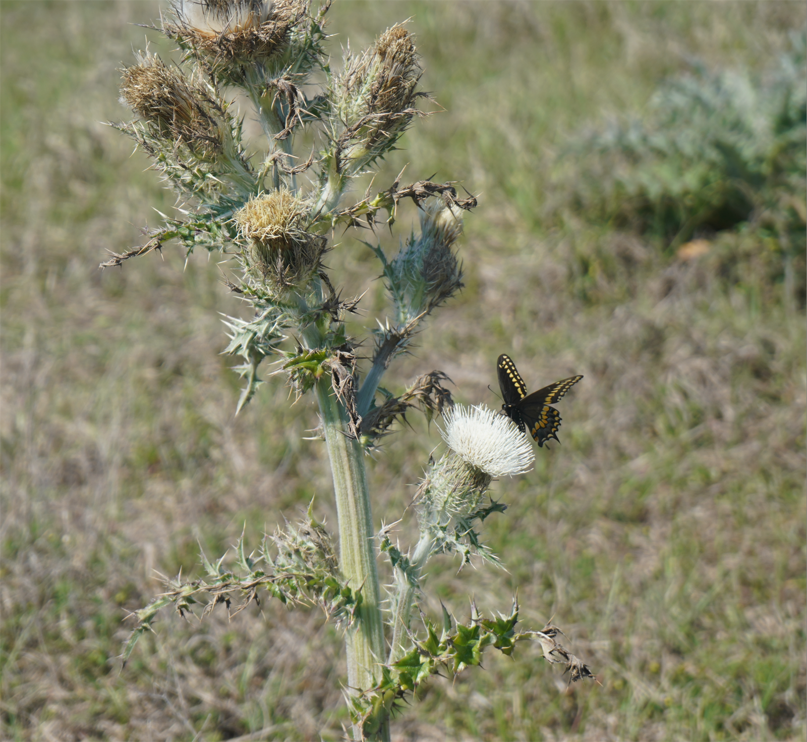 Guana, Timucuan, and South Point Loop Trail Loop - A Tiny Friend photo